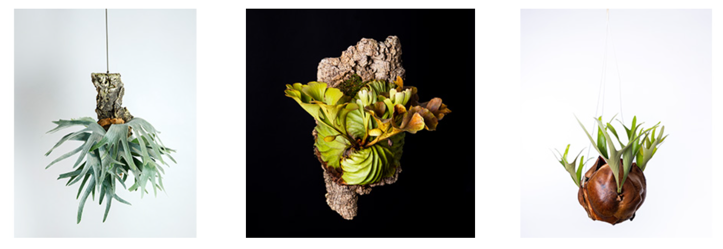 ビカクシダ「コンスタ」